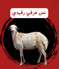 نص خروف هرفي رفيدي ( بلدي )